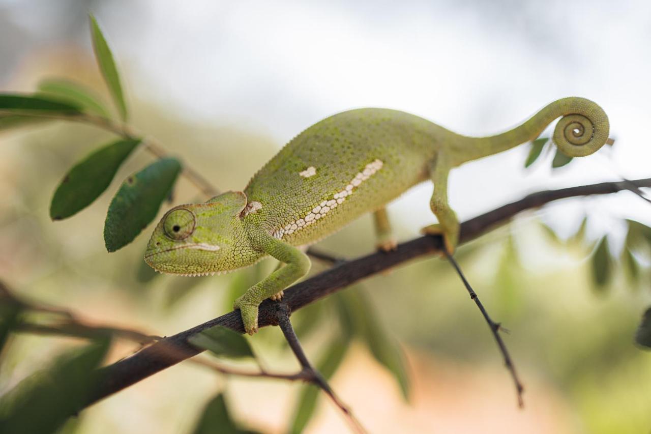 Oase By 7 Star Lodges - Greater Kruger Private 530Ha Reserve 호에드스프뤼트 외부 사진