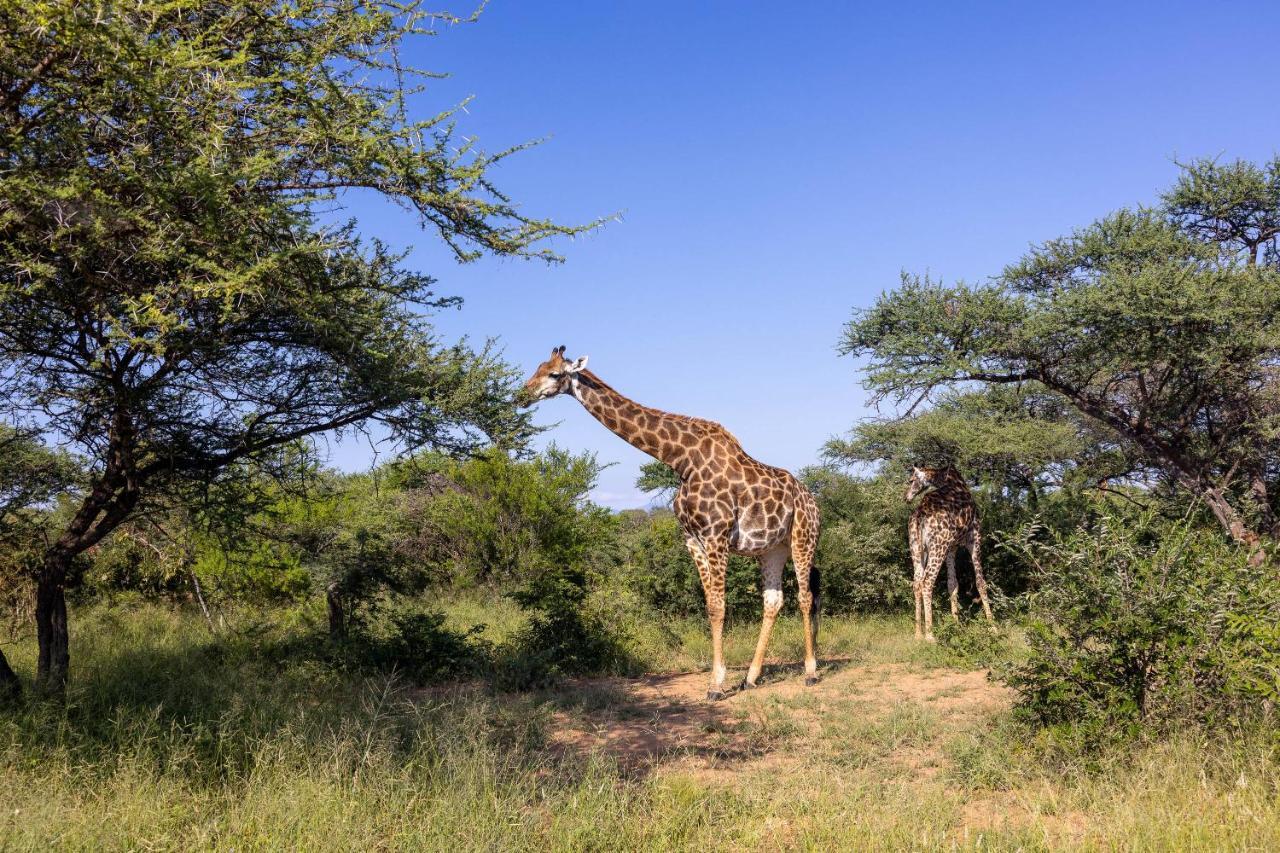 Oase By 7 Star Lodges - Greater Kruger Private 530Ha Reserve 호에드스프뤼트 외부 사진